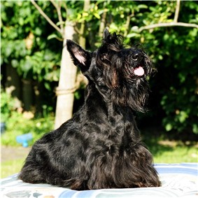 Hermine auf der Liege